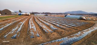 조성현님의 양파 · 영농일지 작성글 사진