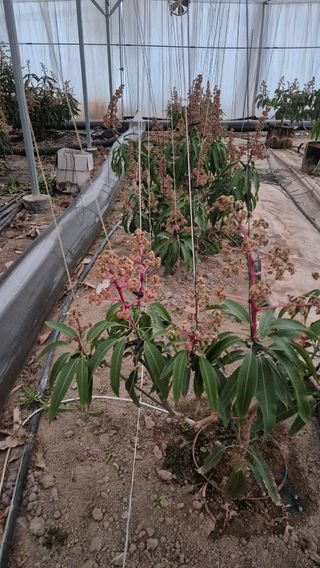 최근만님의 기타작물 · 영농일지 작성글 사진