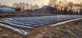 조성현님의 양파 · 영농일지 작성글 사진