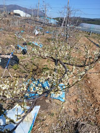 엄기덕님의 블루베리 · 영농일지 작성글 사진