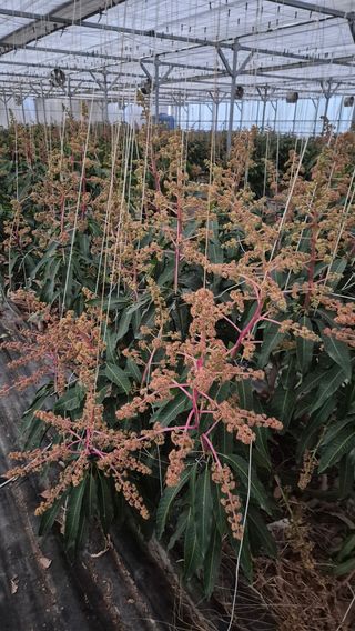 최근만님의 기타작물 · 영농일지 작성글 사진