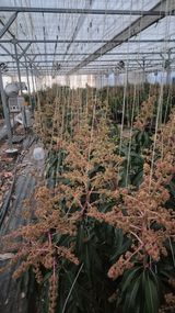 팜모닝 기타작물·영농일지 게시글 이미지