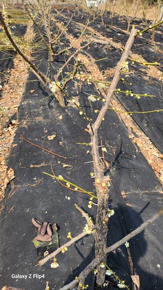 정헌경님의 매실 · 영농일지 작성글 사진