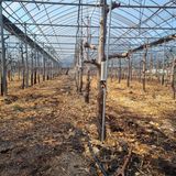 팜모닝 기타작물·영농일지 게시글 이미지