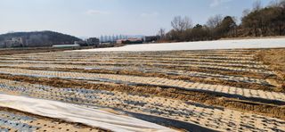 조성현님의 양파 · 영농일지 작성글 사진