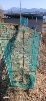 팜모닝 포도·영농일지 게시글 이미지