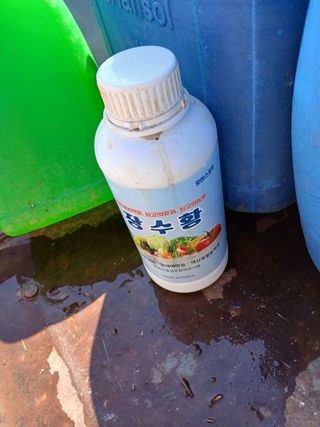 최유순님의 마늘 · 영농일지 작성글 사진