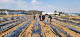 조성현님의 양파 · 영농일지 작성글 사진