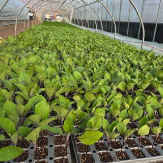 이성원님의 고추 · 영농일지 작성글 사진