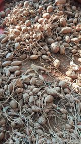 팜모닝 기타작물·영농일지 게시글 이미지