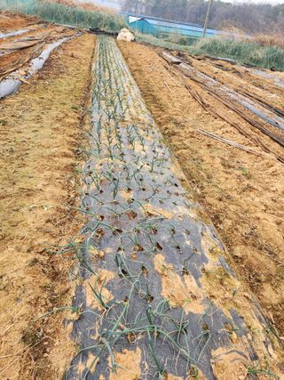 조선된장님의 마늘 · 영농일지 작성글 사진