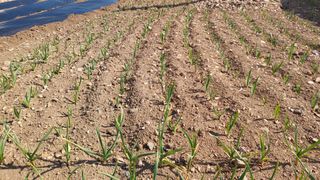 유병욱님의 감자 · 영농일지 작성글 사진