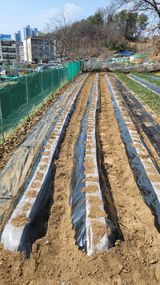 팜모닝 감자·영농일지 게시글 이미지