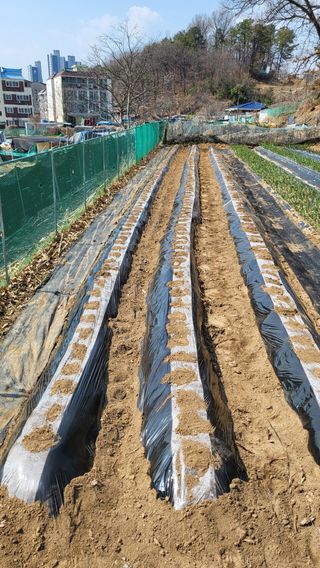 박희정님의 감자 · 영농일지 작성글 사진