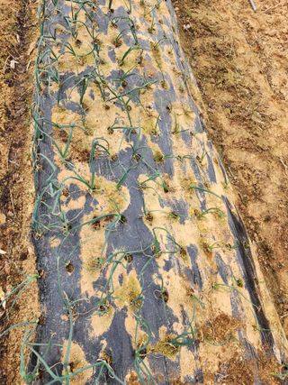 조선된장님의 마늘 · 영농일지 작성글 사진