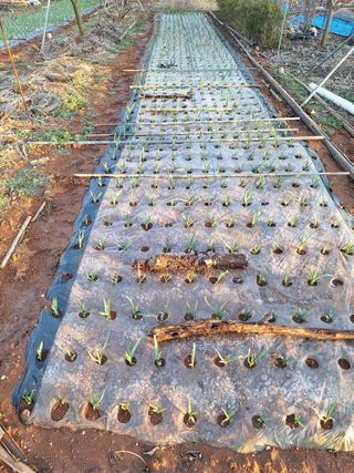 김용환님의 파 · 영농일지 작성글 사진