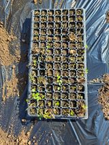 팜모닝 벼·영농일지 게시글 이미지