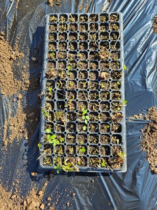 김천수님의 벼 · 영농일지 작성글 사진