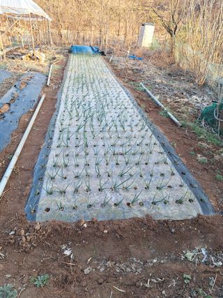 김용환님의 파 · 영농일지 작성글 사진