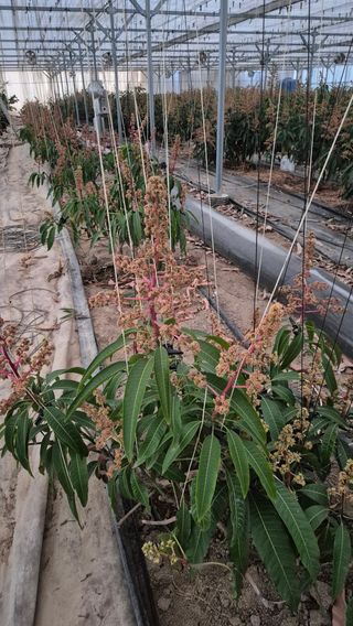 최근만님의 기타작물 · 영농일지 작성글 사진