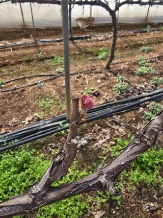 장재영님의 포도 · 영농일지 작성글 사진