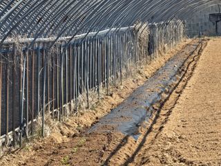 축복농장님의 감자 · 영농일지 작성글 사진