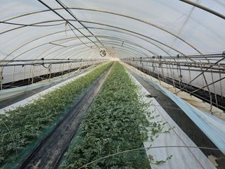 김동식님의 기타작물 · 영농일지 작성글 사진