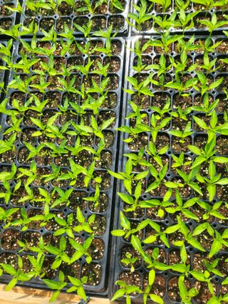 이상욱님의 고추 · 영농일지 작성글 사진