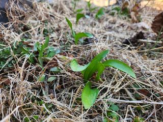꿀복이농장님의 복숭아 · 영농일지 작성글 사진