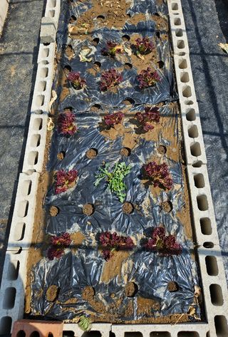 김인수님의 기타작물 · 영농일지 작성글 사진