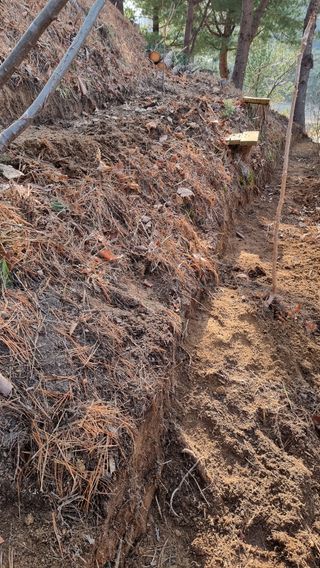 권혁렬님의 두릅 · 영농일지 작성글 사진