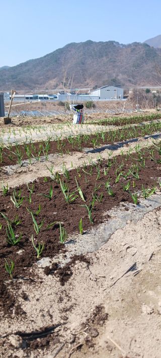 김 연님의 기타작물 · 영농일지 작성글 사진