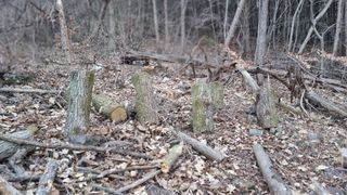 김동명님의 버섯 · 영농일지 작성글 사진