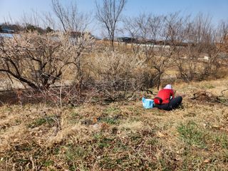 꿀복이농장님의 복숭아 · 영농일지 작성글 사진