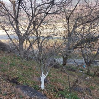 섬진강님의 기타작물 · 영농일지 작성글 사진