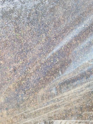 정지덕님의 옥수수 · 영농일지 작성글 사진