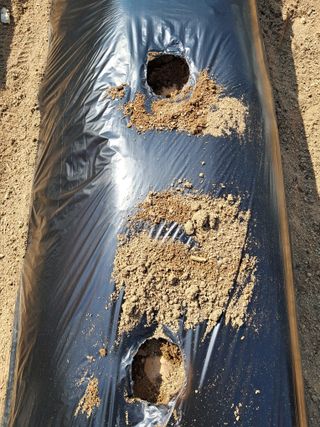 구강회님의 감자 · 영농일지 작성글 사진