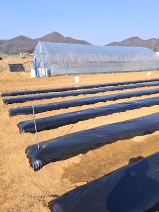 백영호님의 기타작물 · 영농일지 작성글 사진