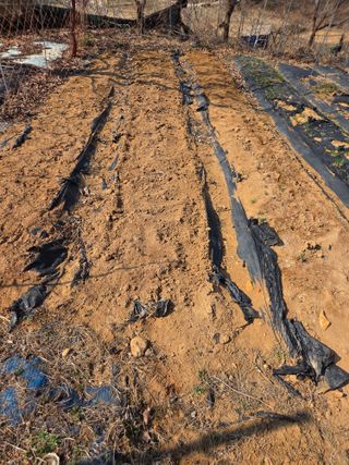 김영옥님의 두릅 · 영농일지 작성글 사진