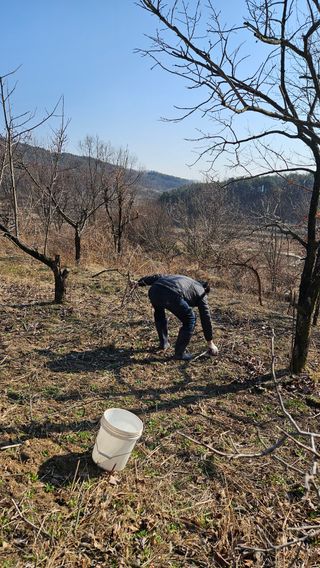 정규환님의 감 · 영농일지 작성글 사진