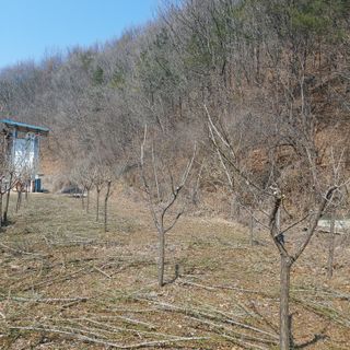 가로수님의 매실 · 영농일지 작성글 사진
