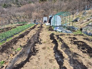 이준영님의 참깨 · 영농일지 작성글 사진