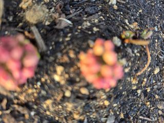 김영순님의 기타작물 · 영농일지 작성글 사진