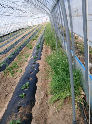 영덕 배은주님의 감자 · 영농일지 작성글 사진