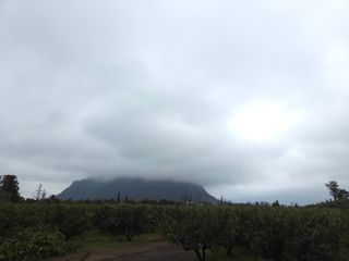 산방자연농원님의 귤 · 영농일지 작성글 사진