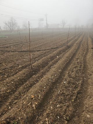 찔레골 양봉 농원님의 감자 · 영농일지 작성글 사진