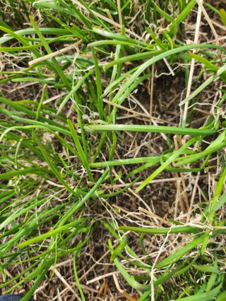 도깨비윤샘 님의 기타작물 · 영농일지 작성글 사진