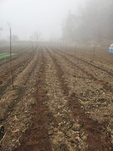 팜모닝 감자·영농일지 게시글 이미지