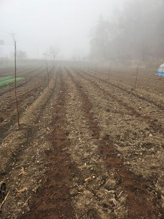 찔레골 양봉 농원님의 감자 · 영농일지 작성글 사진