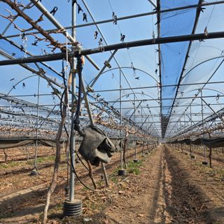 동동예행복농장님의 포도 · 영농일지 작성글 사진